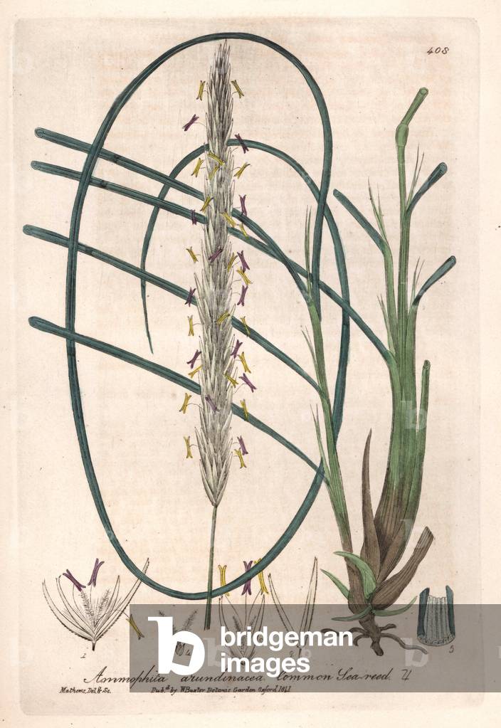 Oyat du midi ouroseau des sables (Ammophila arundinacea) - Botanical Plate by Isaac Russell, engraved by Charles Matthews, taken from “English Botanical Phenomenes” by William Baxter (1788-1871), 1837