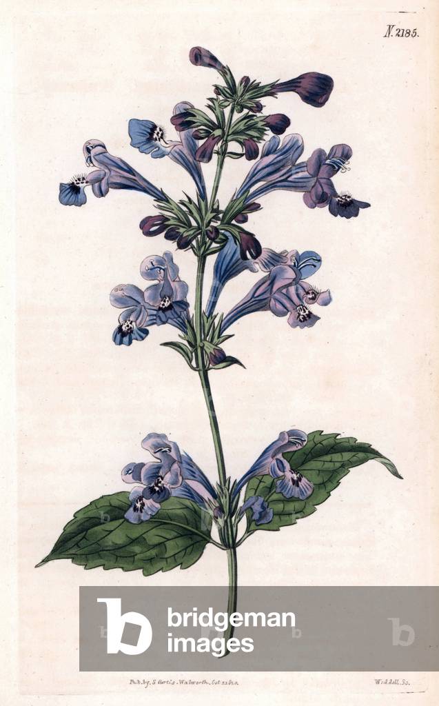 Ruysch Dracocephale or dragon head. Copper engraving, painted by John Curtis and grave by Weddell, published in the “Curtis Botanical Magazine”, 1820, by Samuel Curtis, London, England.