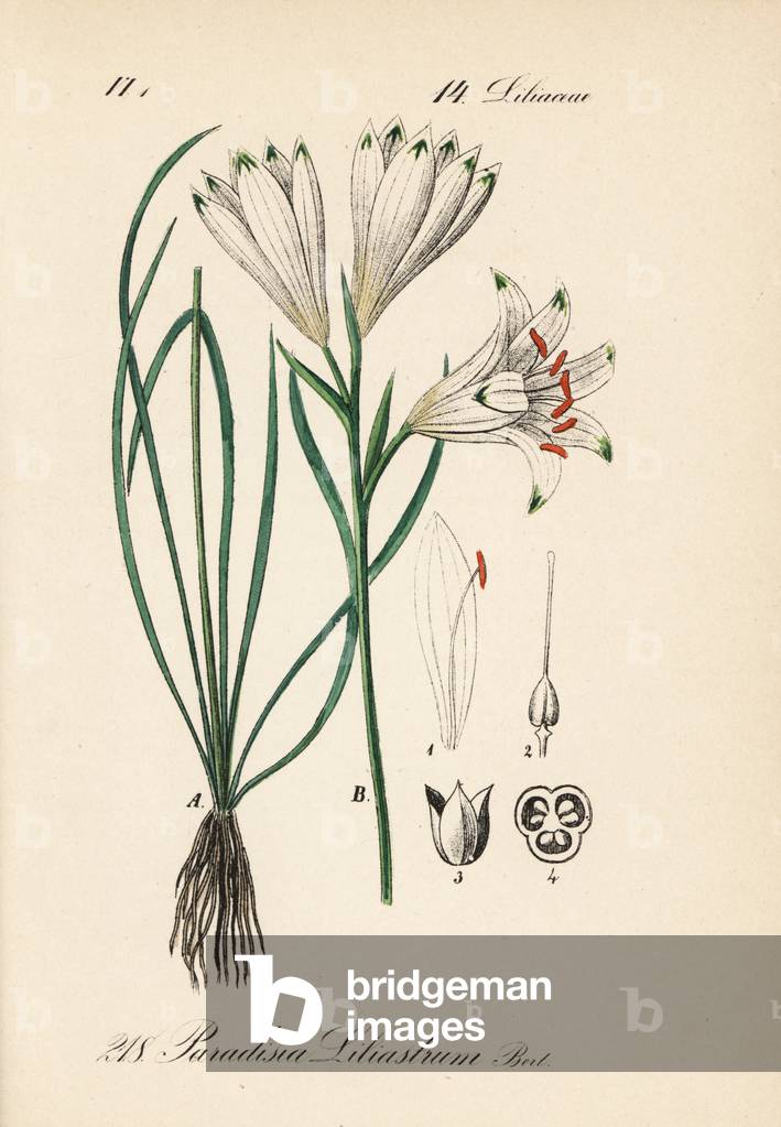 Lily of Saint Bruno, also called the Lily of Alps or Lily of the Alps - Paradise lily, Paradisea lililililiastrum - Handcoloured lithograph from Diederich von Schlechtendal's German Flora (Flora von Deutschland), Jena, 1871