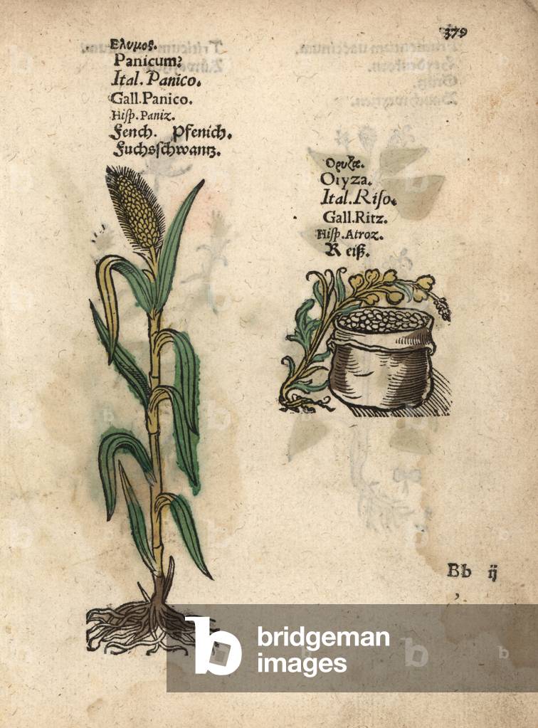 Italian millet, Setaria italica, and rice, Oryza sativa. Handcoloured woodblock engraving of a botanical illustration from Adam Lonicer's Krauterbuch, or Herbal, Frankfurt, 1557. This from a 17th century pirate edition or atlas of illustrations only, with captions in Latin, Greek, French, Italian, German, and in English manuscript.