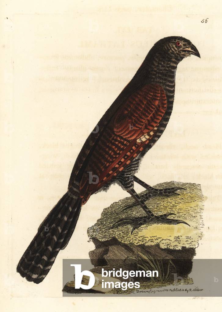 Philippine coucal, Centropus viridis (Lathamian coucal, Polophilus lathami). Handcoloured copperplate engraving drawn and engraved by Richard Polydore Nodder from William Elford Leach's Zoological Miscellany, McMillan, London, 1814.
