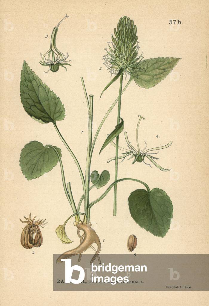 Spiked rampion, Phyteuma spicatum