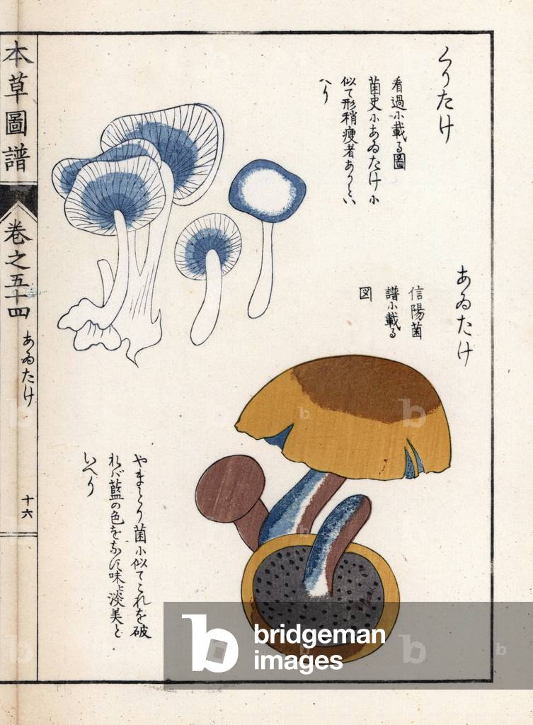 Mushrooms: Kuritake and yellow bolet (or butter) - Japanese print by Kanen Iwasaki (1786-1842), from Honzo Zufu, illustrative guide to medicinal plants, 1916 - Kuritake and anutake mushroom, Boletus luteus - Colour printed woodblock engraving by Kan'en Iwasaki, from “” Honzo Zufu””, 1916