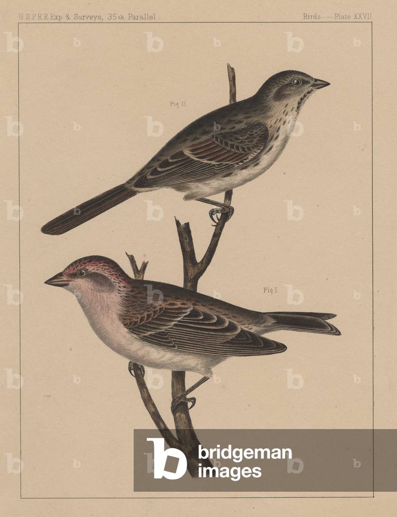 Birds, Plate XXVII, 1855 (colour litho)