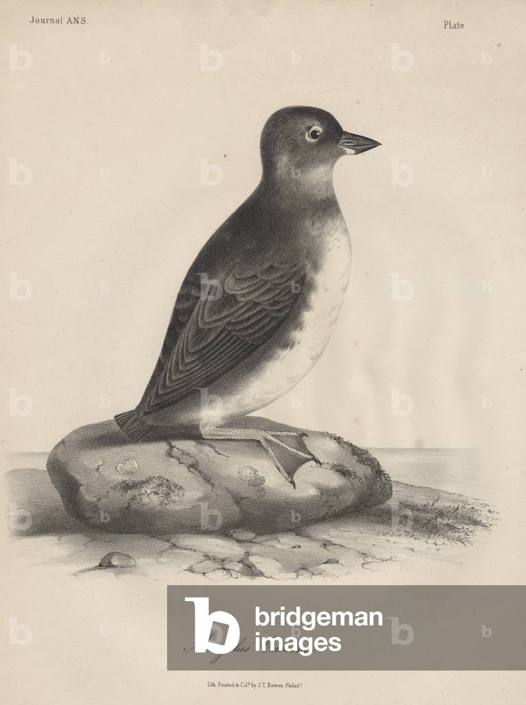 Megalus Cassinii, litho by J.T. Bowen, 1850 (litho)