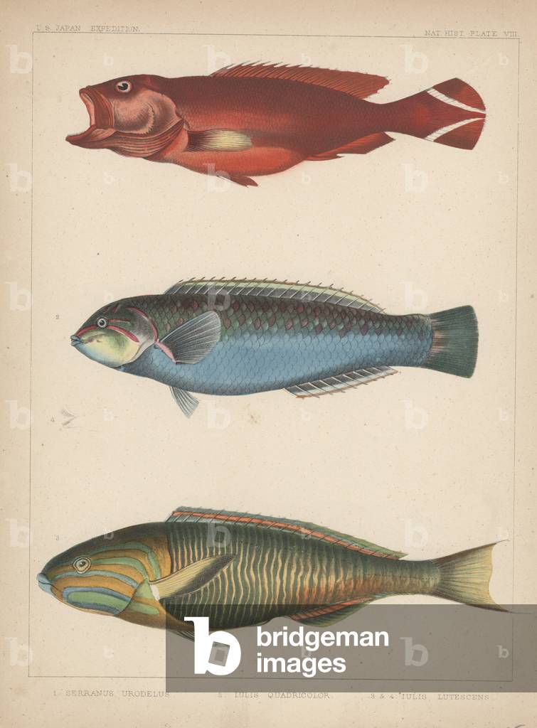1. Serranus Urodelus, 2. Julis Quadricolor, 3. Julis Lutescens, 1855 (colour litho)