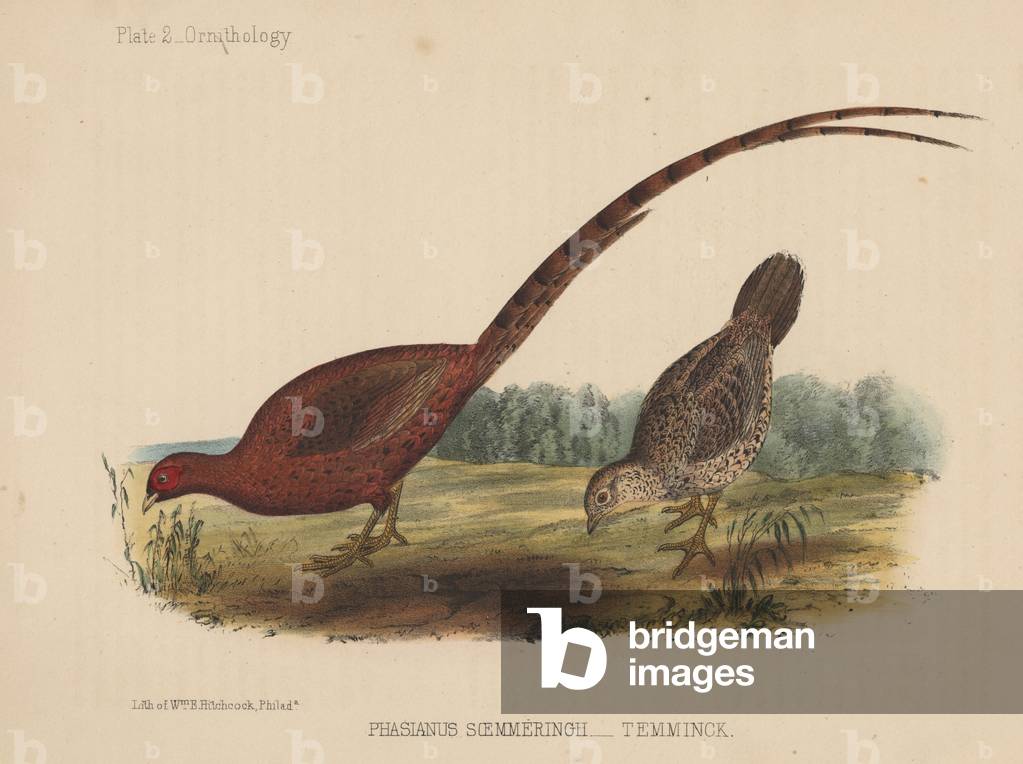 Phasianus Soemmeringh (Temminck), 1855 (colour litho)