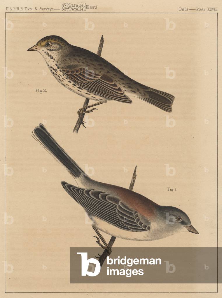 Birds, Plate XXVIII, 1855 (colour litho)