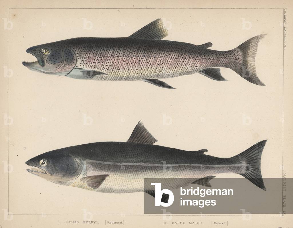 1. Salmo Perryi (reduced), 2. Salmo Masou (Reduced), 1855 (colour litho)