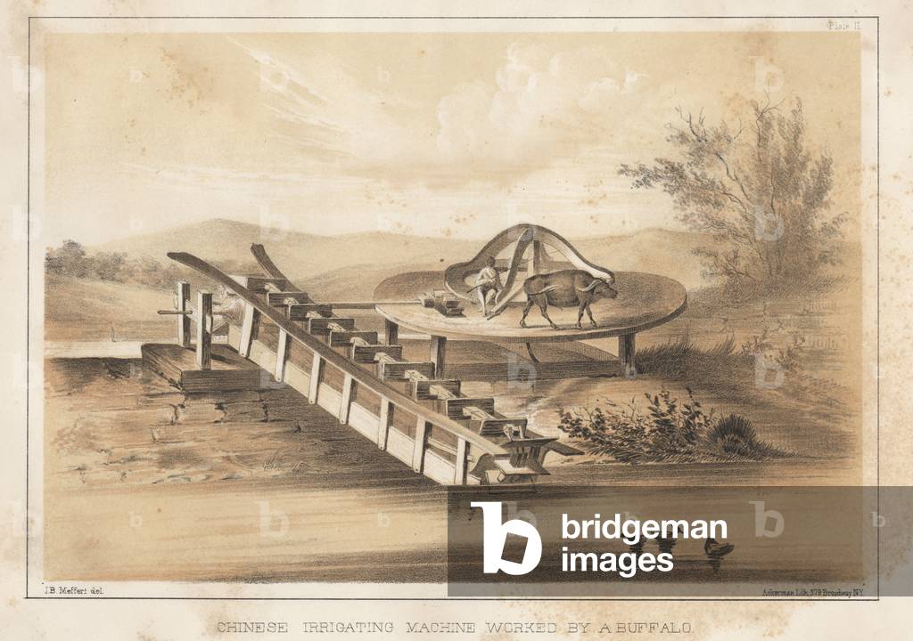 Chinese Irrigation Machine Worked by a Buffalo