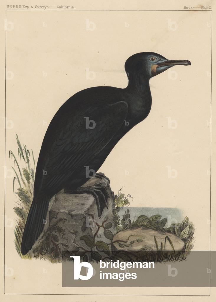 Birds, Plate X, 1855 (colour litho)
