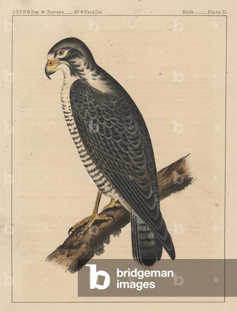 Birds, Plate XI, 1855 (colour litho)