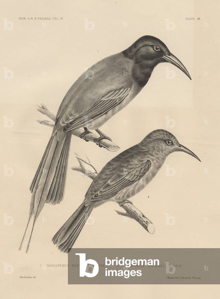 1. Meropogan Breweri and 2. Meropiscus Mulleri, litho by J.T. Bowen, 1850 (litho)