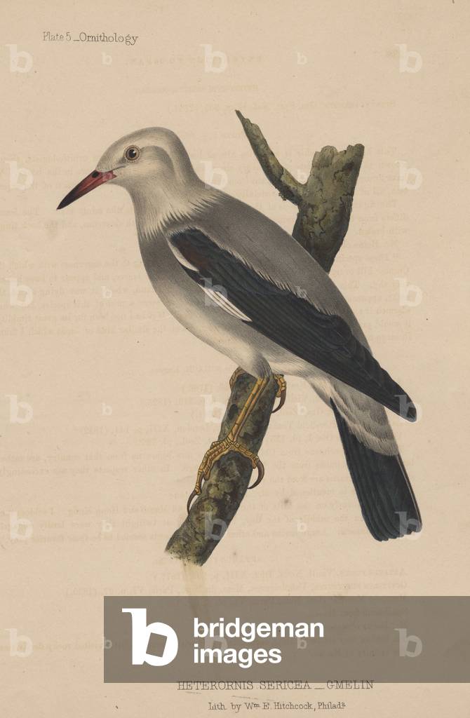 Heterornis Sericea (Gmelin), 1855 (colour litho)