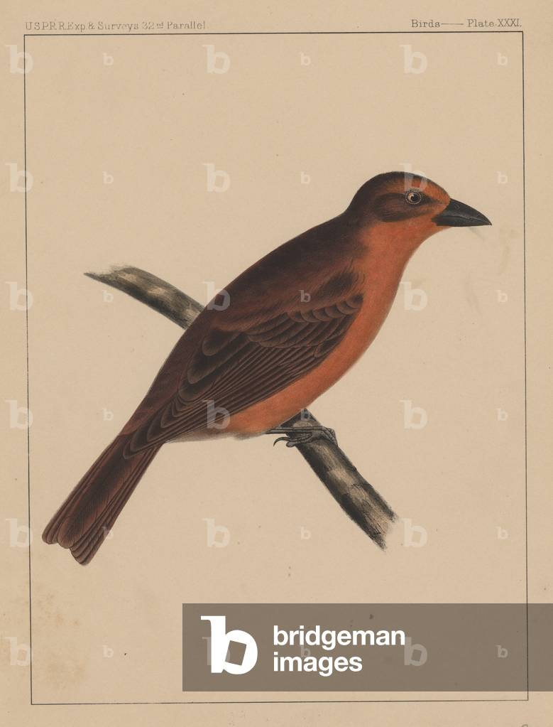 Birds, Plate XXXI, 1855 (colour litho)