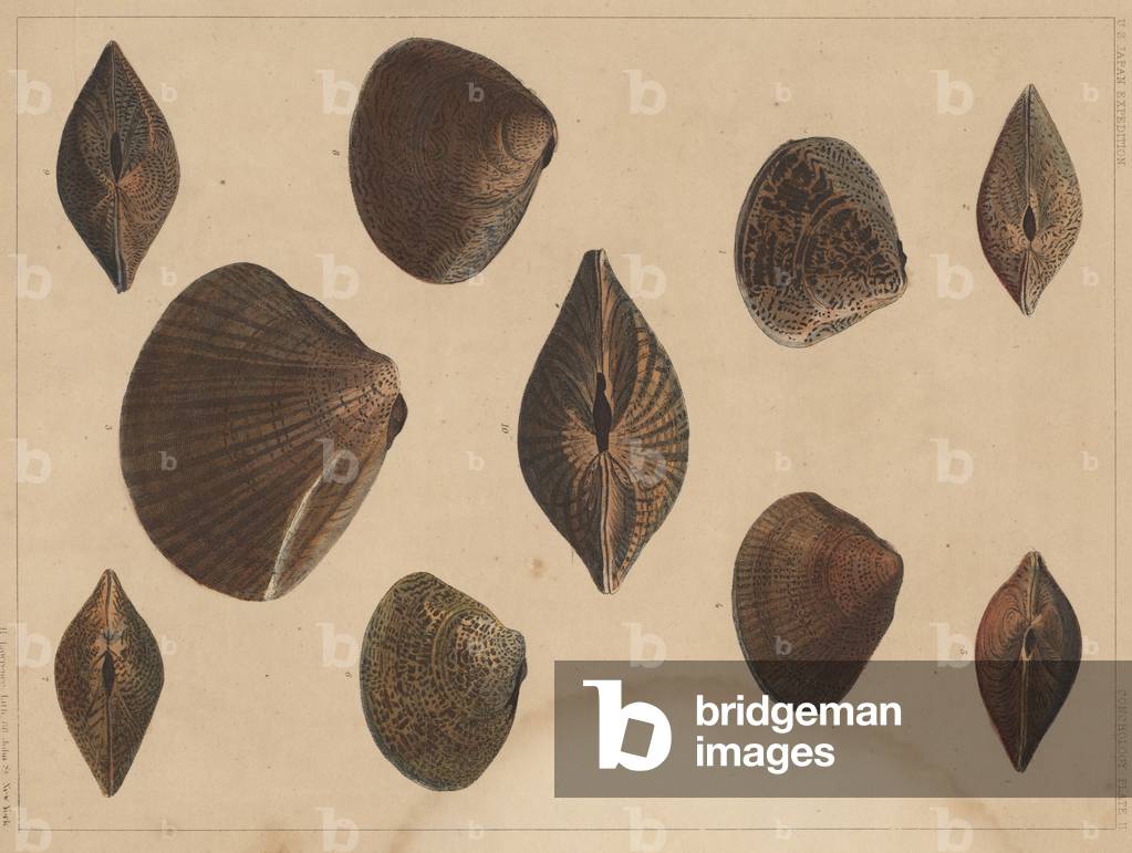 Conchology Plate II, 1855 (colour litho)