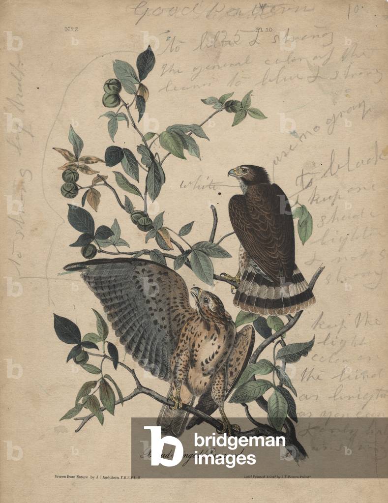 Broad-winged Buzzard, litho by J.T. Bowen, 1840 (colour litho)