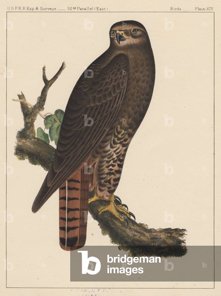 Birds, Plate XIV, 1855 (colour litho)