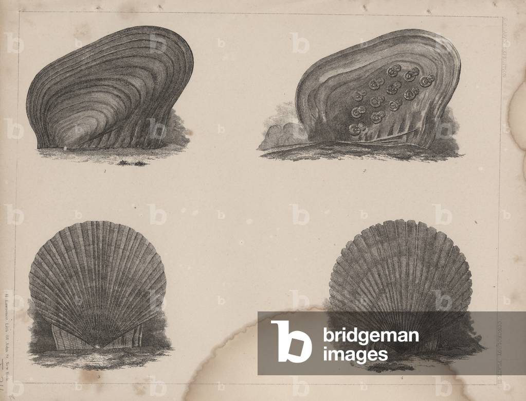 Conchology Plate III, 1855 (litho)