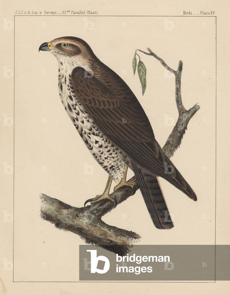 Birds, Plate XV, 1855 (colour litho)