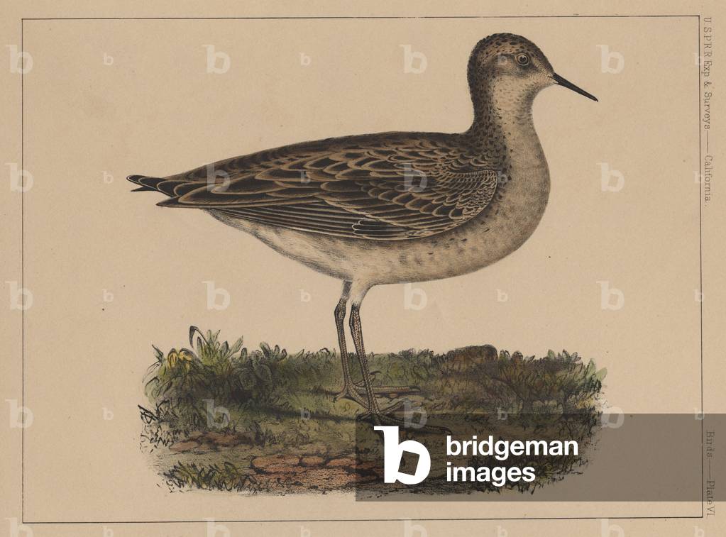 Birds, Plate VI, 1855 (colour litho)
