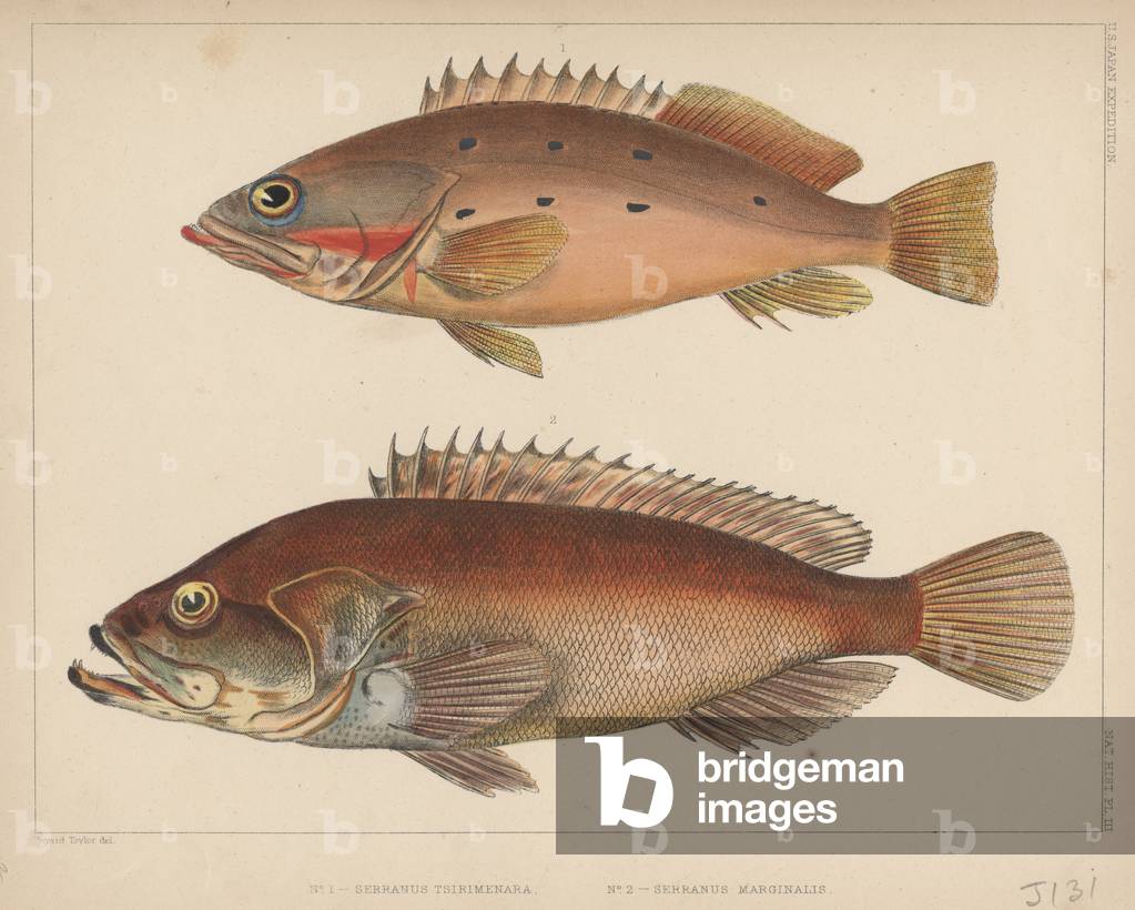 1. Serranus Tsirimenara, 2. Serranus Marginalis, 1855 (colour litho)
