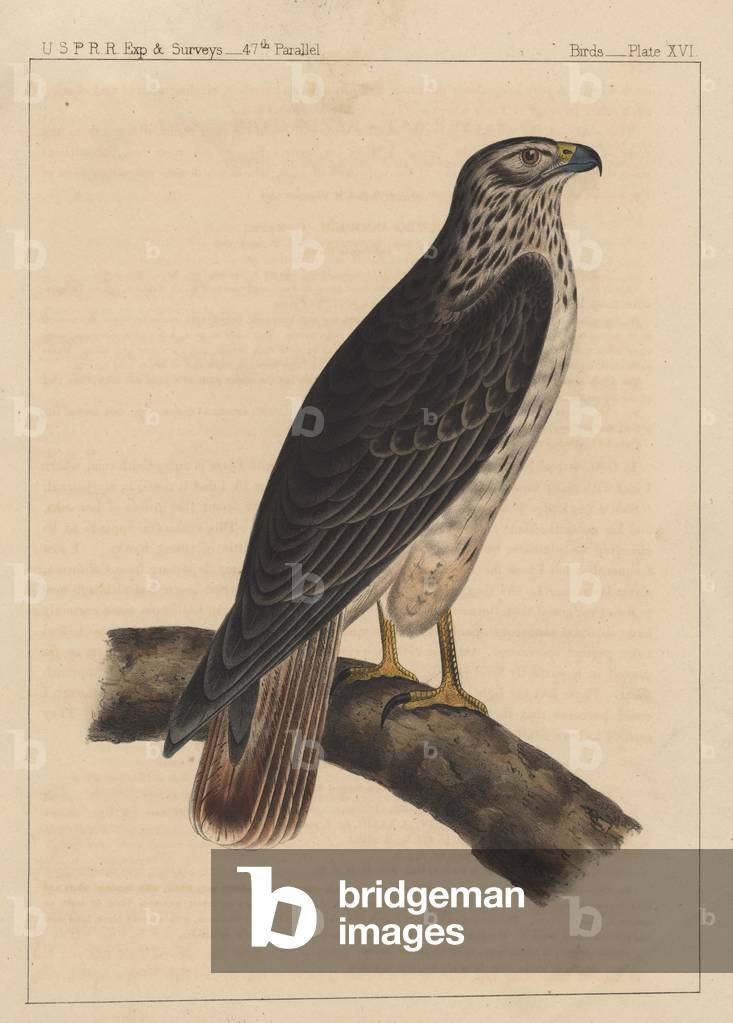 Birds, Plate XVI, 1855 (colour litho)