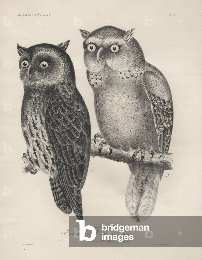 1. Ephialtes Watsonii, 2. (Ephialtes) Sagittatus, litho by J.T. Bowen, 1850 (litho)