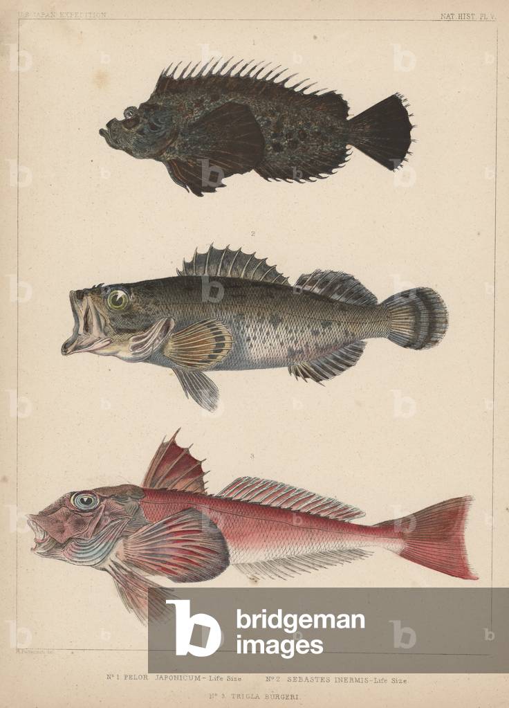1. Pelor Japonicum, 2. Sebastes Inermis and 3. Trigla Burgeri, 1855 (colour litho)