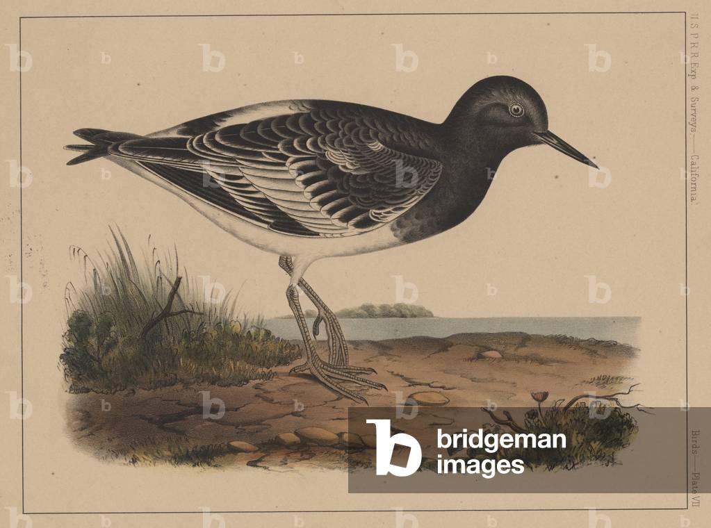 Birds, Plate VII, 1855 (colour litho)