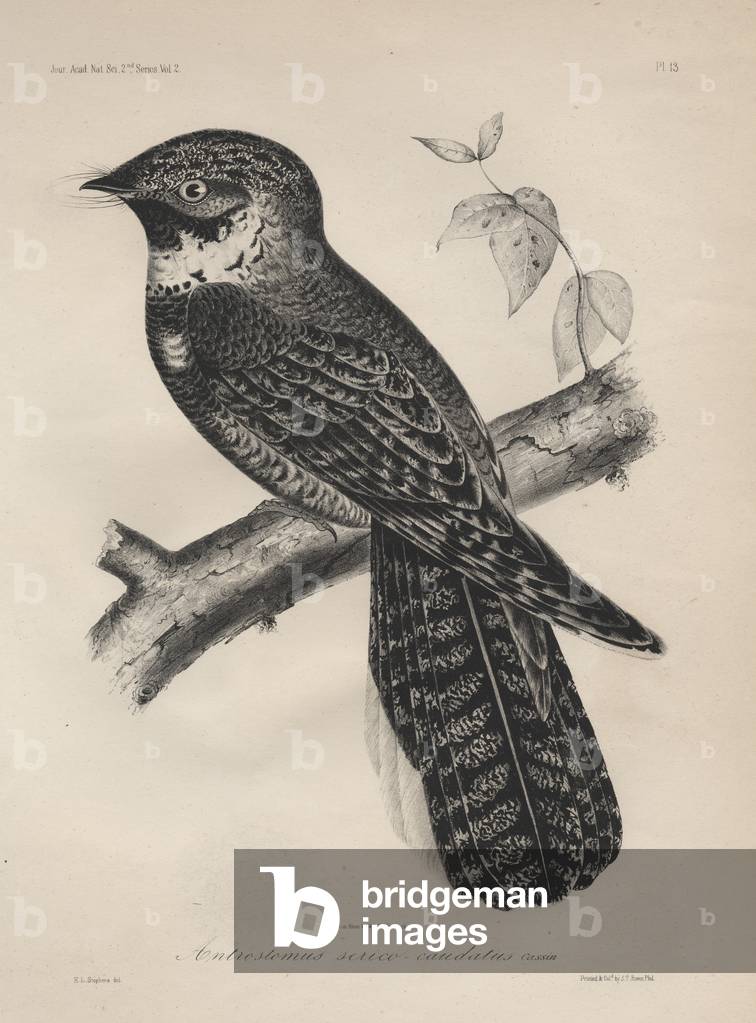 Antrostomus Serico-Caudatus, litho by J.T. Bowen, 1850 (litho)
