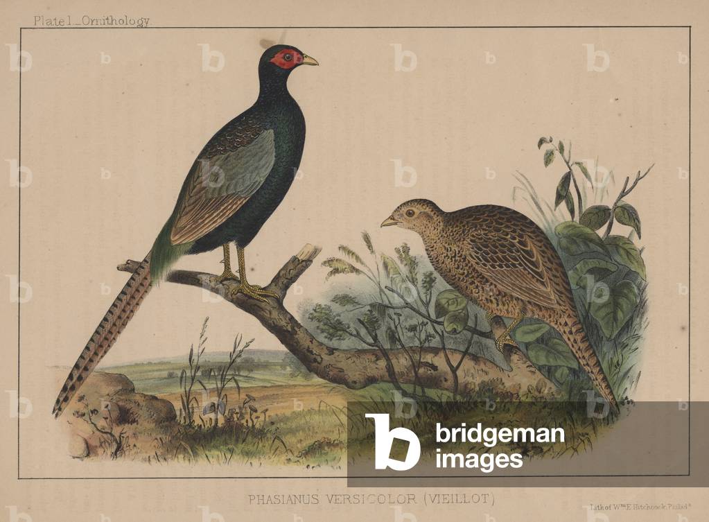Phasianus Versicolor (Vieillot), 1855 (colour litho)