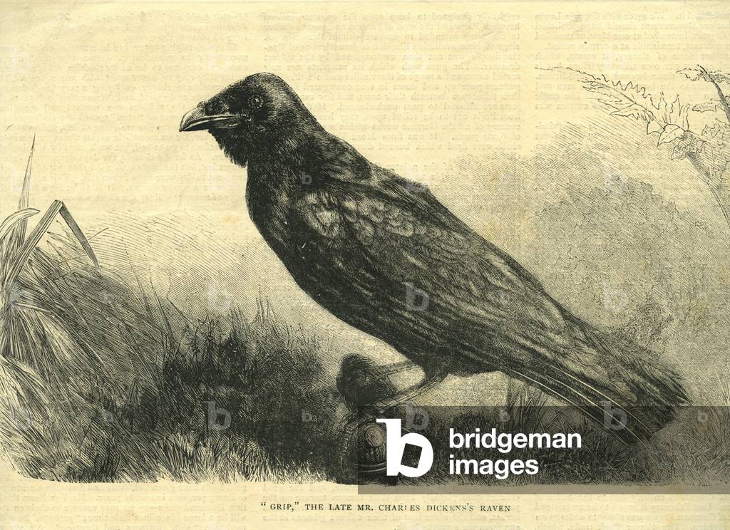 Grip, the pet raven of Charles Dickens (litho)