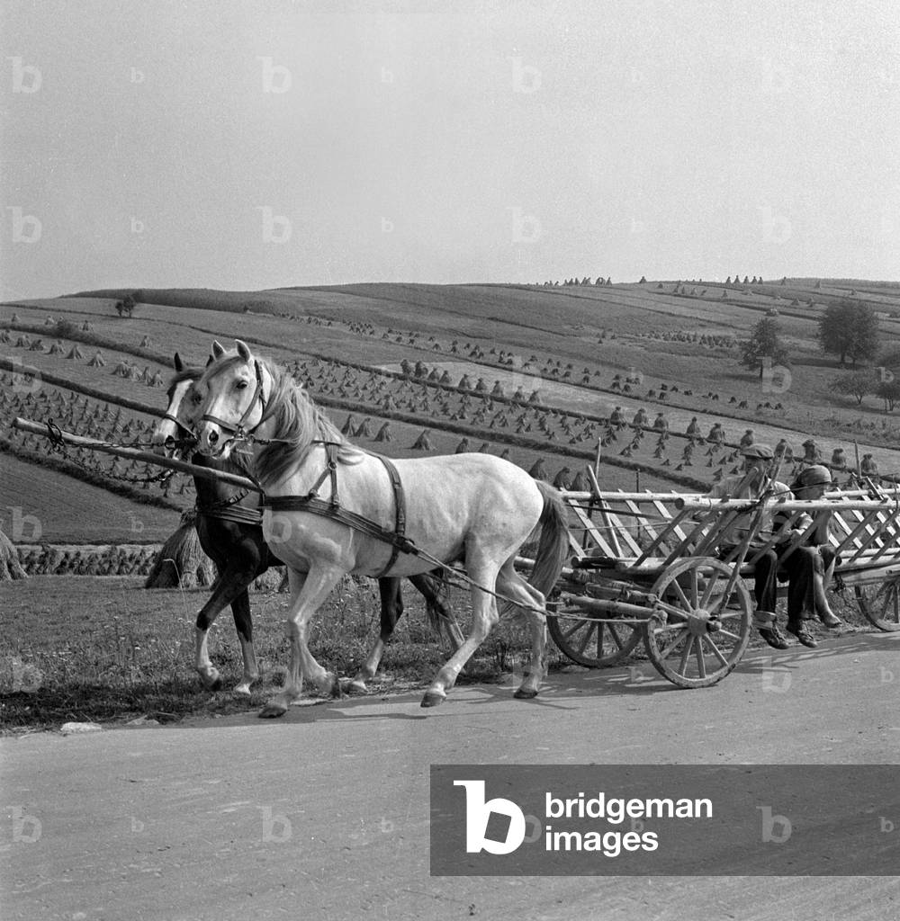 Lublin province, Poland; 08.1970. Harvest season in Lublin Voivodeship. Pair of farmers going on the road in double horse drawn wagon. 
