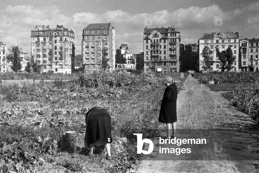 Warsaw, 1940s. Farm near Polna street. 