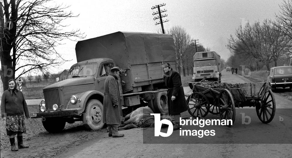 Szczebrzeszyn, Poland, 11.1974. Horse killed in a car accident on a public road. 