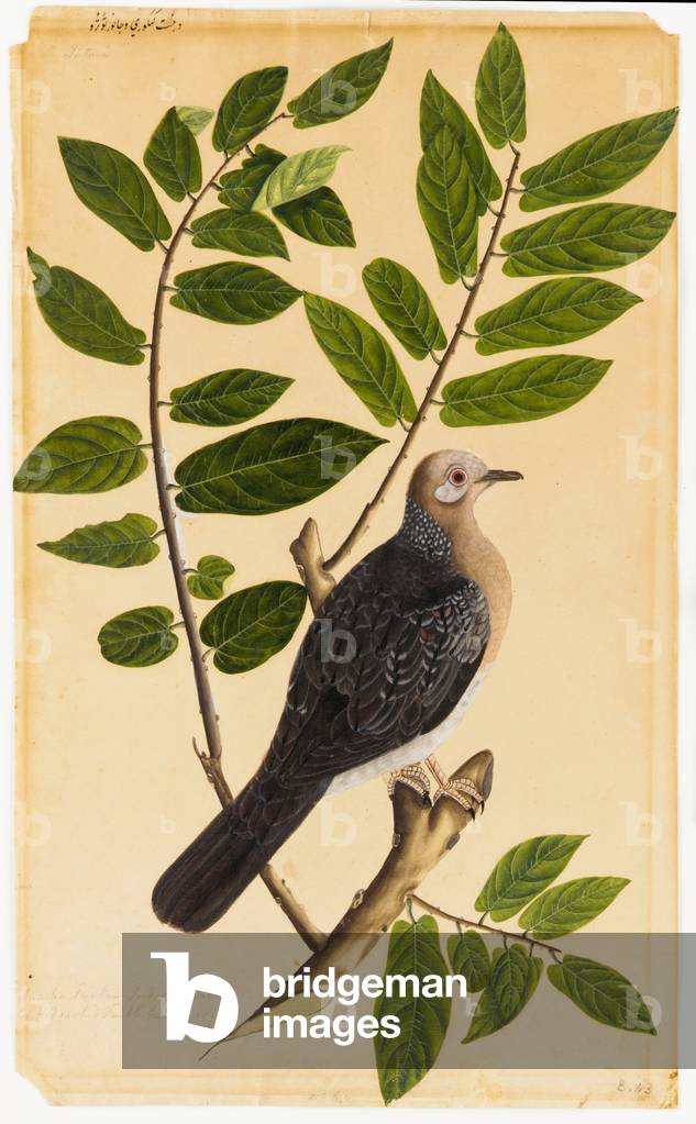 A Turtur (Turtle Dove) (w/c on paper)