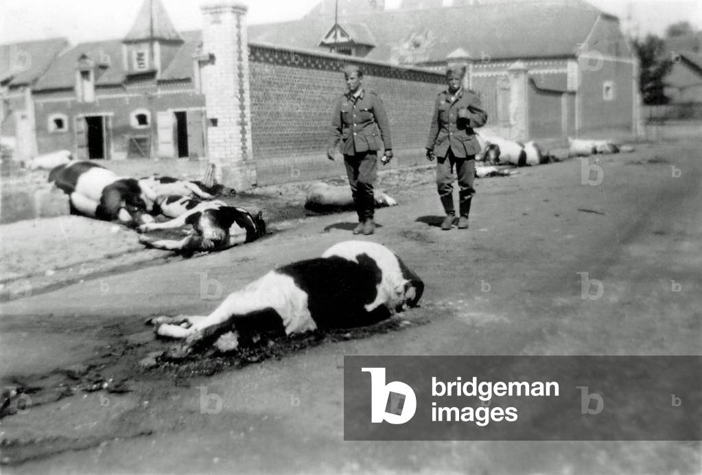 Two German soldiers among a herd of dead cows in front of a farm, Rue de Tugny, Saint Simon in Aisne, Picardie, France, 1940 (b/w photo)