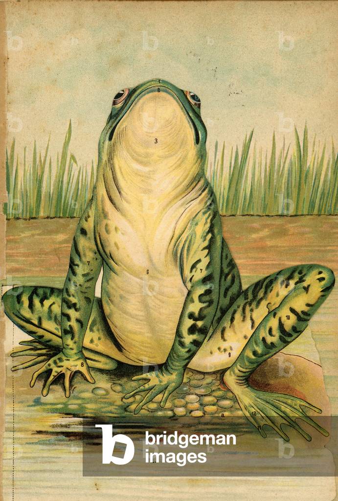 La frog Pedagogique board a system taken from the book Mon Professeurl Didactic Encyclopedia Quillet circa 1910