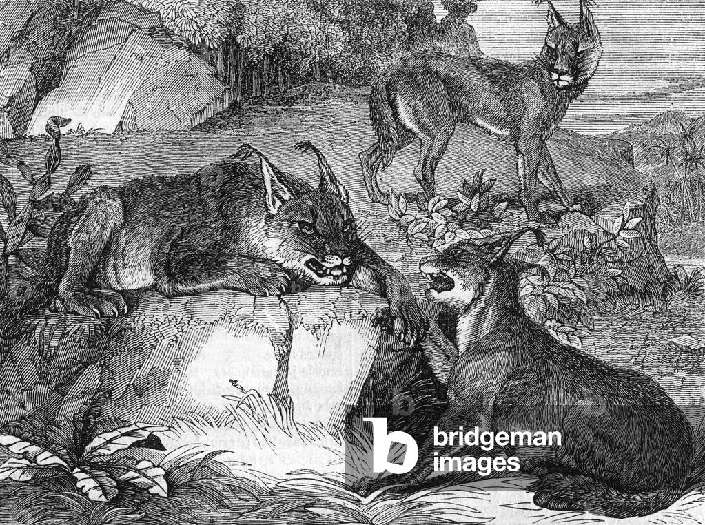 Lynx, 1835 (engraving)