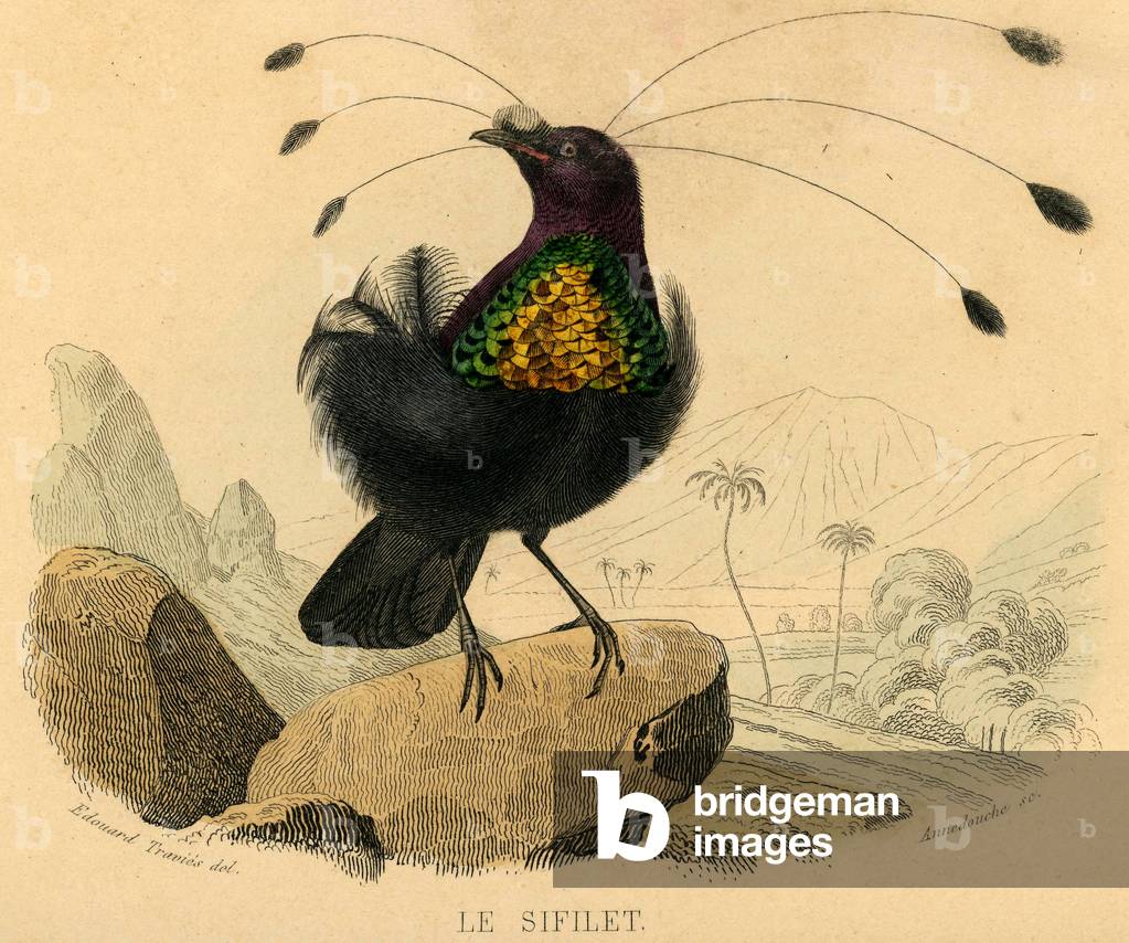 Le Sifillet ou Paradisier sifilet Engraving on metal aquarellee By Edouard Travies Animal painter and illustrator francais 1809 1876