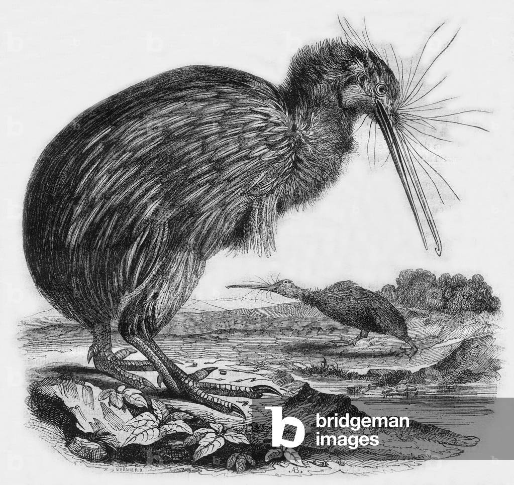 The Apteryx, 1842 (engraving)