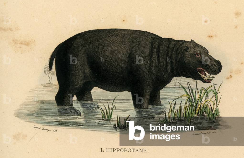 The hippo engraving by Janet Lange around 1840