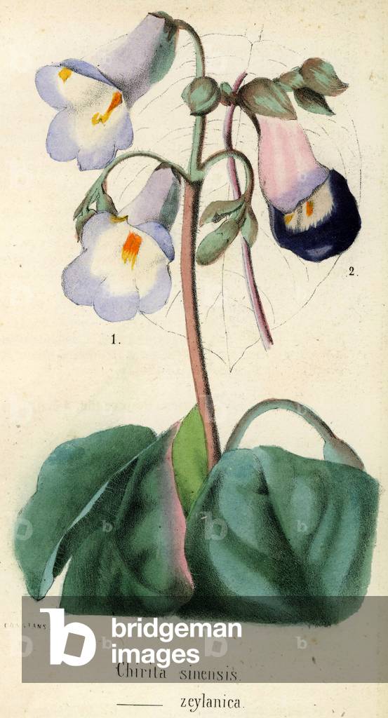 Chirita sinensis plant known today as Drias de Primulina and Chirita zeylanica Engraving extracted from La Revue horticole in 1847