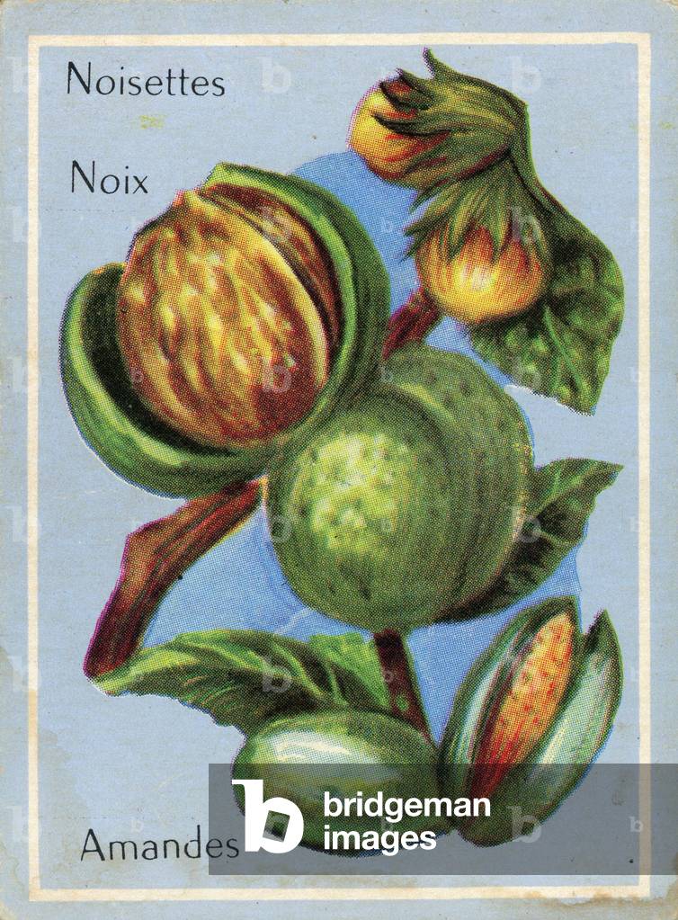 Nuts and hazelnuts School image given in exchange for good points Around 1960