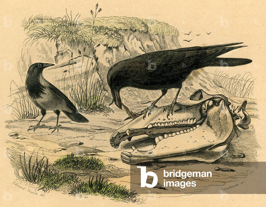 The raven Engraving on metal aquarellee By Edouard Travis Animal painter and illustrator francais 1809 1876