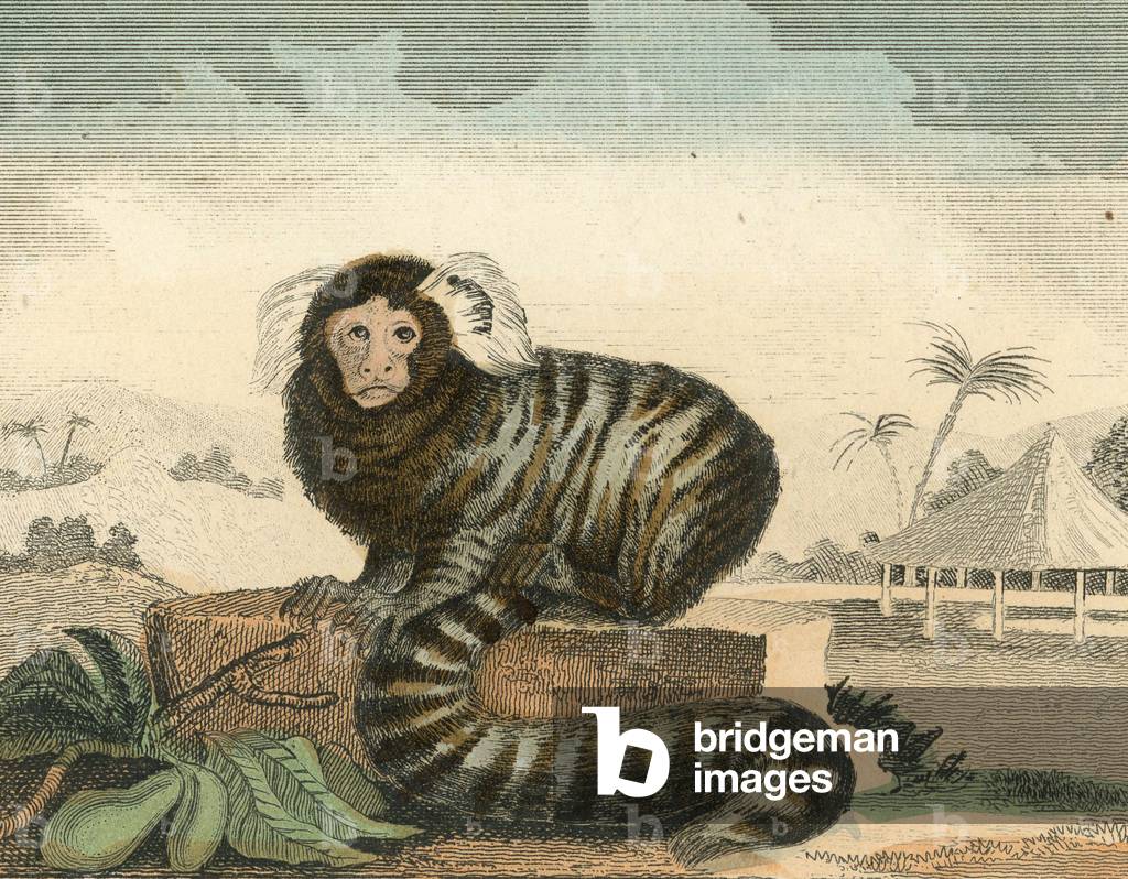 ouistiti engraving around 1850