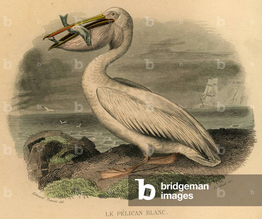 Le pelican blanc Engraving on metal aquarellee By Edouard Travies Animal painter and illustrator francais 1809 1876