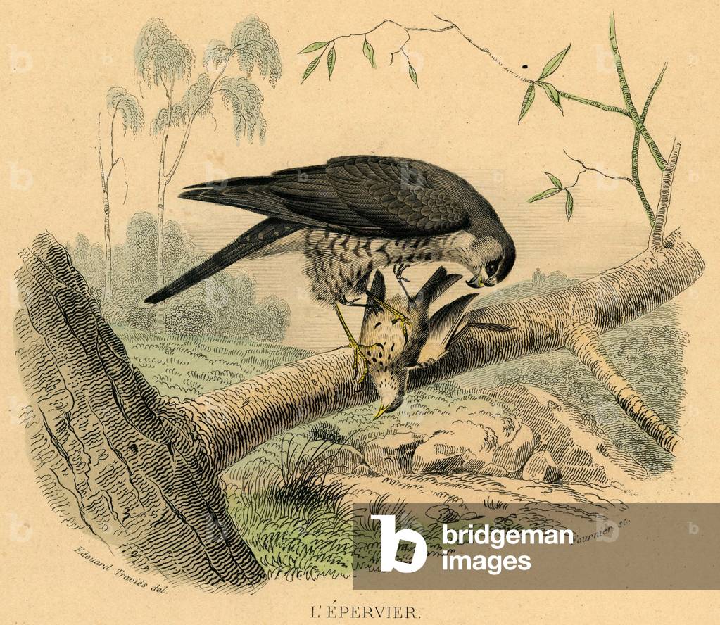 The Epervier Engraving on steel watercolour By Edouard Travies Animal painter and illustrator francais 1809 1876