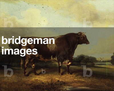 Brown and White Bull in Landscape